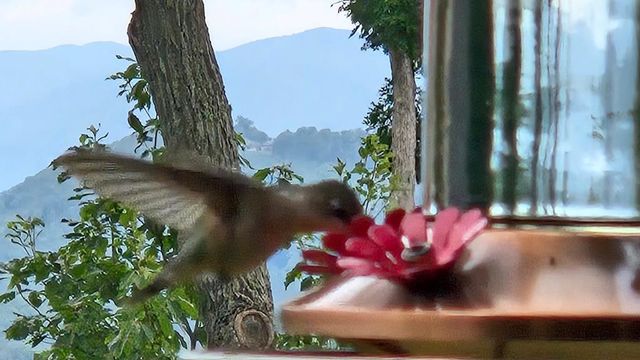 368 Ivy Log Heights Road, Young Harris, GA 30582