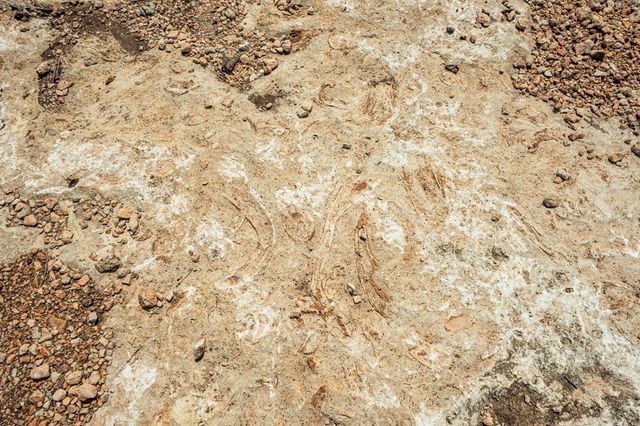 12995 Hackberry Rd, Rocksprings, TX 78880