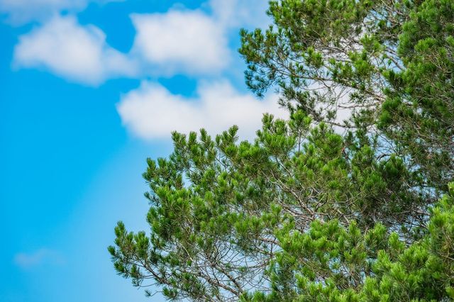 12995 Hackberry Rd, Rocksprings, TX 78880