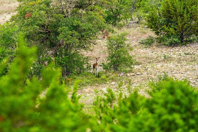 12995 Hackberry Rd, Rocksprings, TX 78880