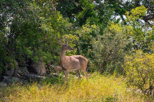 12995 Hackberry Rd, Rocksprings, TX 78880