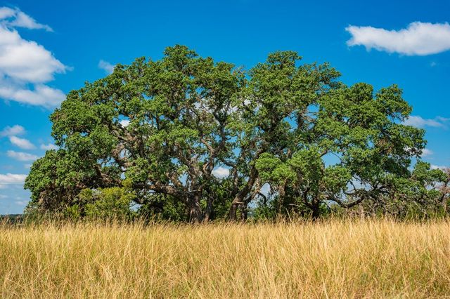 12995 Hackberry Rd, Rocksprings, TX 78880