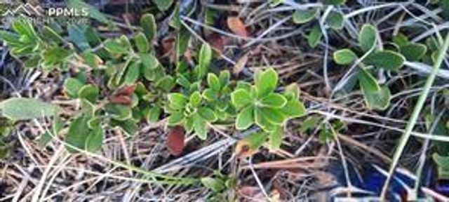 13395 Frank Road, Colorado Springs, CO 80908