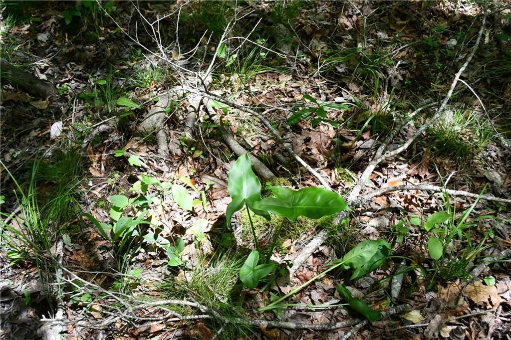 Image 25 of property listing at 00001 Wilson Road, Temple, GA 30179