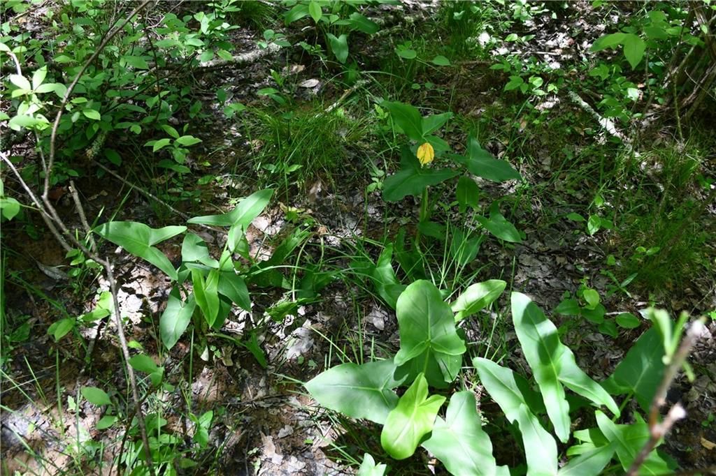 Image 33 of property listing at 00001 Wilson Road, Temple, GA 30179