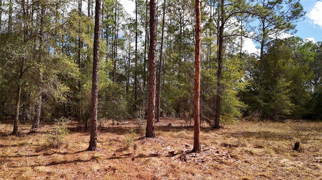 Image 10 of property listing at 237 HIGHLAND DRIVE, Hawthorne, FL 32640