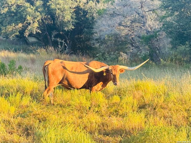 LOT 1 Purple Sage, Blanco, TX 78606