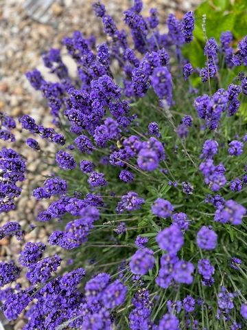 3517 Blue Heron Circle, Grayslake, IL 60030