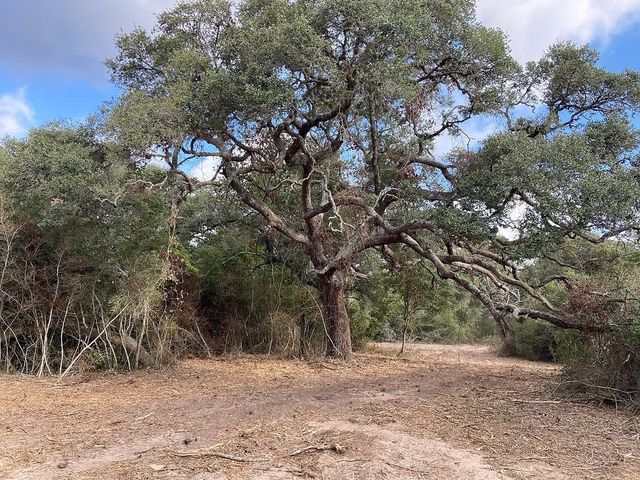 11 Acres Loose Cow Rd, Garwood, TX 77442