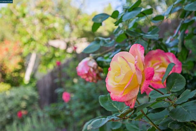 3231 Camino Colorados, Lafayette, CA 94549