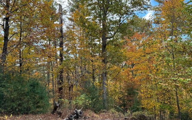 Lot 45 Gobbler Knob, Suches, GA 30572