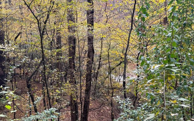 Lot 45 Gobbler Knob, Suches, GA 30572