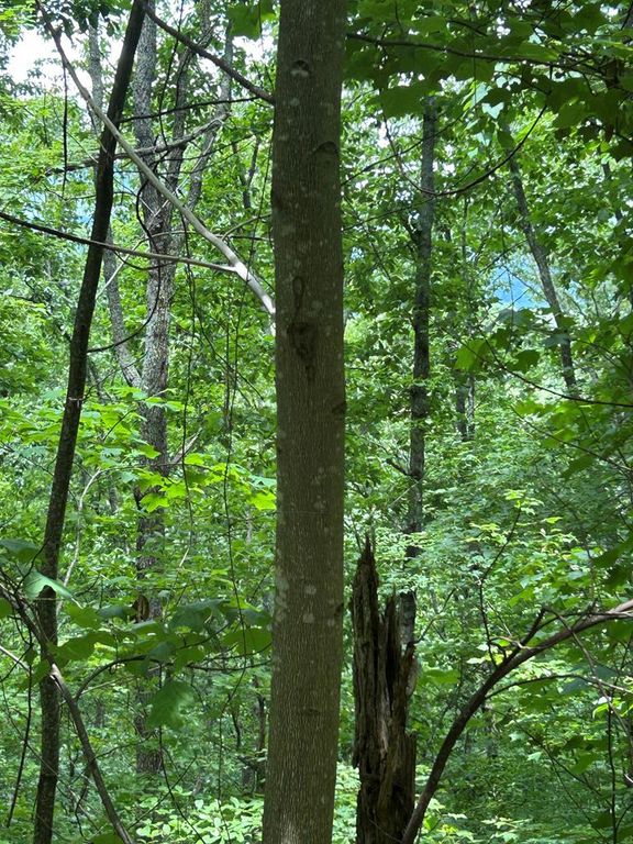 10 Pointe Trail, Murphy, NC 28906
