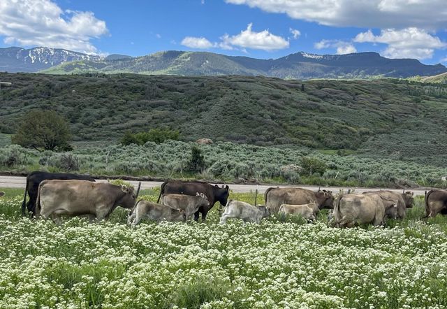 22000 P 77 Road, Cimarron, CO 81220