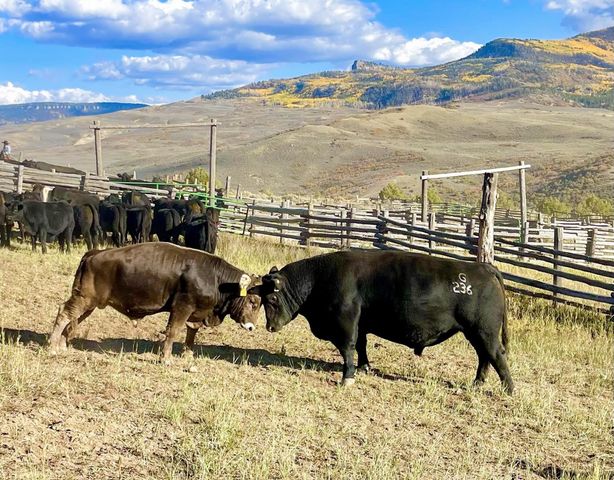 22000 P 77 Road, Cimarron, CO 81220