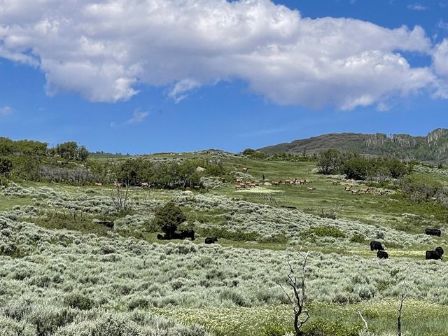 22000 P 77 Road, Cimarron, CO 81220