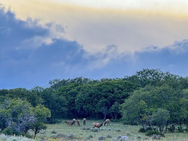 22000 P 77 Road, Cimarron, CO 81220