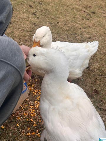 4952 PROVENCE CIRCLE, Vestavia Hills, AL 35242