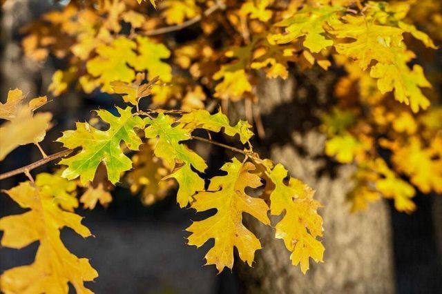 1614 Colusa Drive, Big Bear, CA 92314