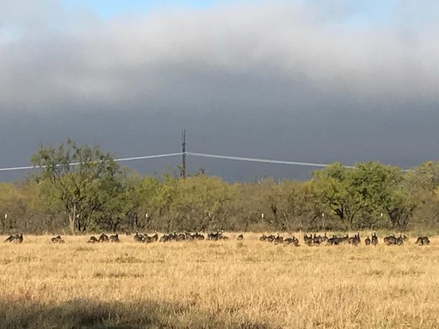 11605 County Road 372, Anson, TX 79501