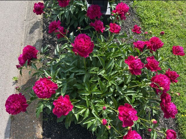 2649 Douglas Ln, Thompsons Station, TN 37179