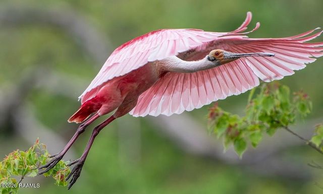 9917 Jefferson Island Road, New Iberia, LA 70560