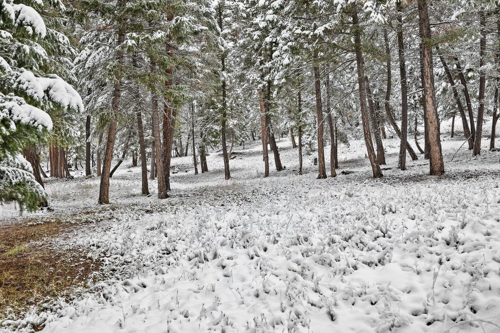 945 Truman Creek Road, Kila, MT 59920 photo 58