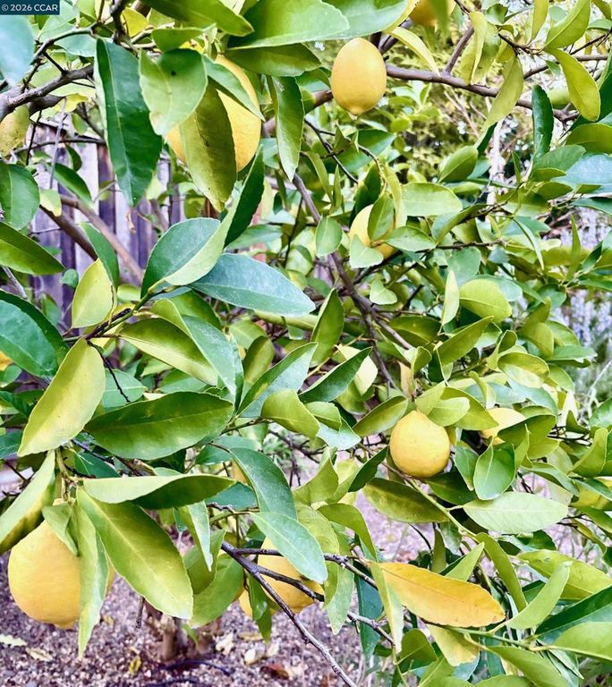 Image 20 of property listing at 54 54 Carlos Court, Walnut Creek, CA 94597