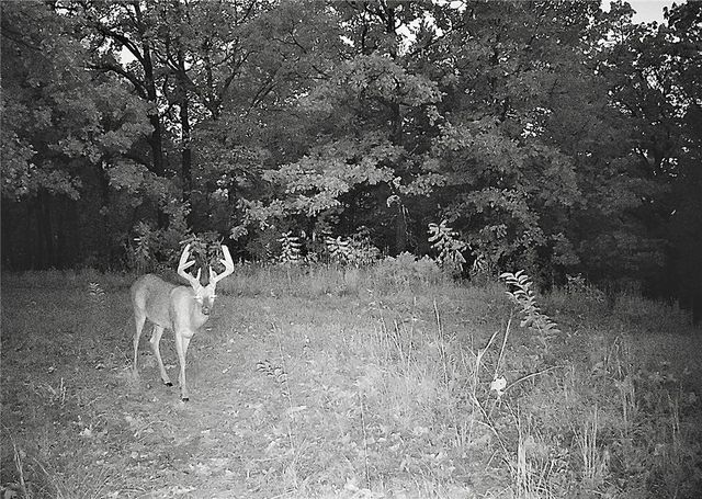 TBD Bear Hollow Road, Fort Smith, AR 72916