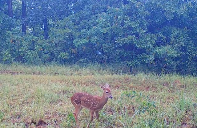 TBD Bear Hollow Road, Fort Smith, AR 72916