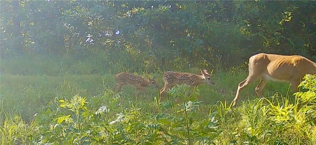 TBD Bear Hollow Road, Fort Smith, AR 72916