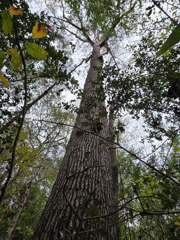 TBD Fm 980, Huntsville, TX 77320