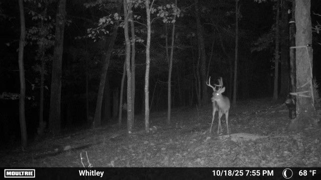 16313 Hamstring Road, Fayetteville, AR 72704