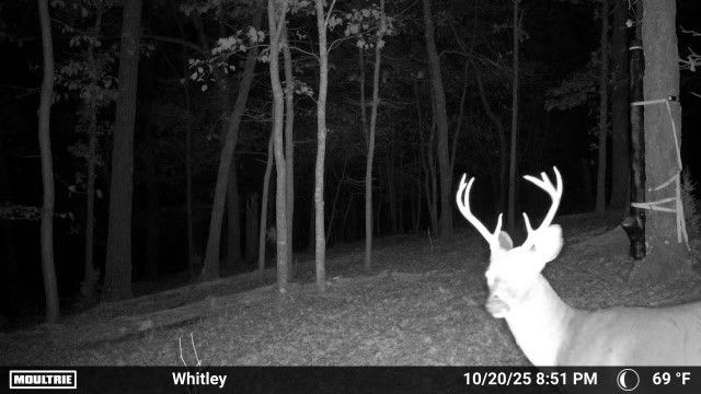 16313 Hamstring Road, Fayetteville, AR 72704