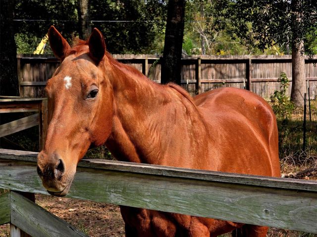 10205 Fostoria Road, Cleveland, TX 77328