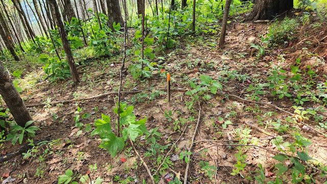 Lot 32 Calvender Road, Turtletown, TN 37317