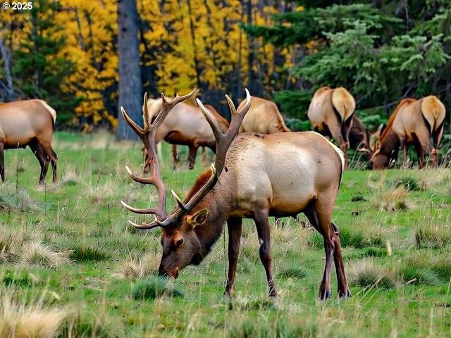 37555 Hauger Mountain Ln, Seaside, OR 97138