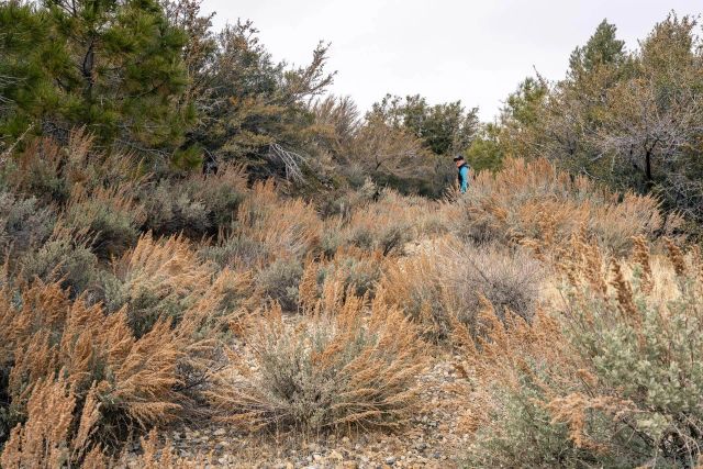 0 Timberline Dr 20, Wrightwood, CA 92397