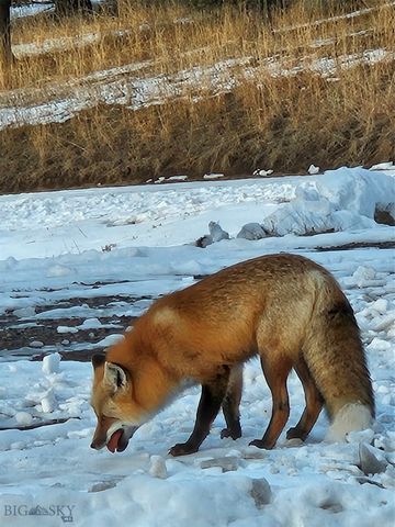 176 Game Trail Road, Bozeman, MT 59715