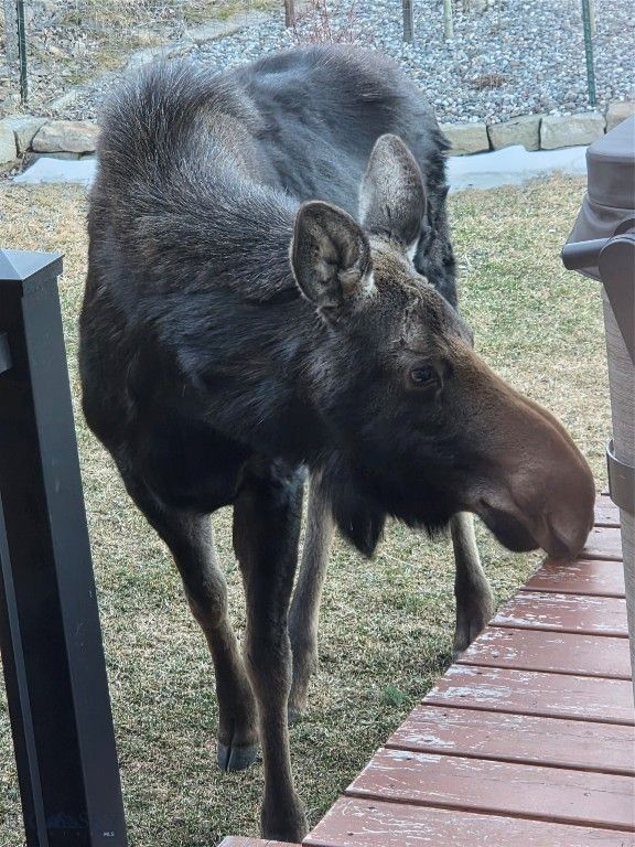 176 Game Trail Road, Bozeman, MT 59715 photo 57