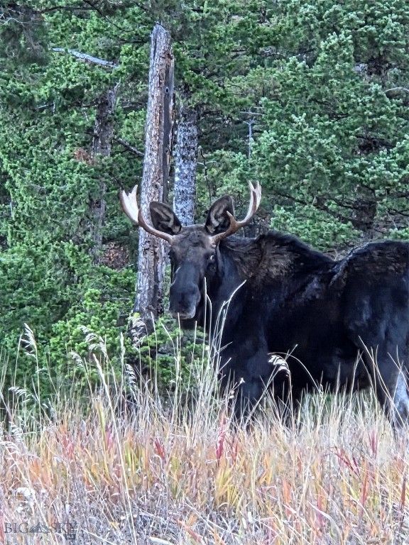 176 Game Trail Road, Bozeman, MT 59715 photo 58
