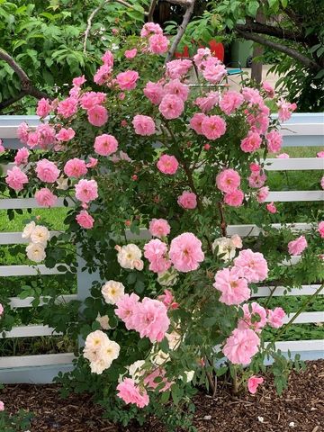 411 S 12th Street, Livingston, MT 59047