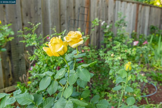 1026 Windsor Dr, Lafayette, CA 94549