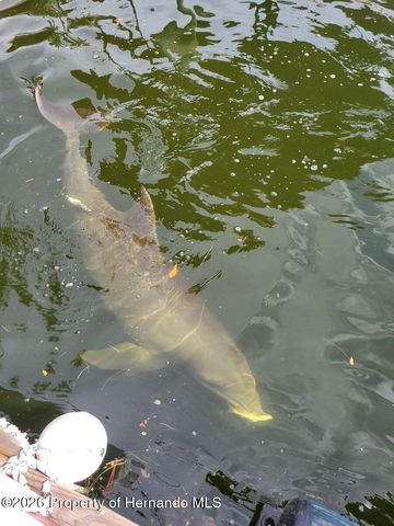 4502 Haiti Drive, Hernando Beach, FL 34607