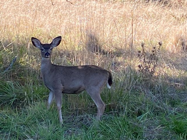 1486 Prussian Hill Rd, Mokelumne Hill, CA 95245