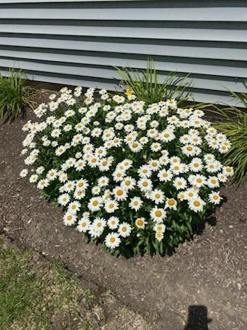 21249 LILY LAKE Lane, Crest Hill, IL 60403