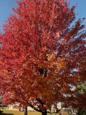 21249 LILY LAKE Lane, Crest Hill, IL 60403