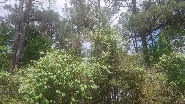Lot 8 Soapberry Lane, Plantersville, TX 77363