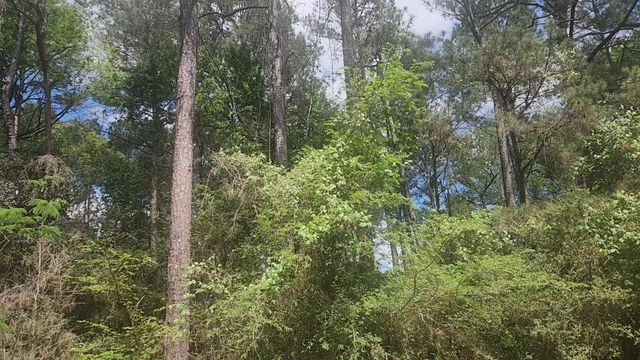 Lot 8 Soapberry Lane, Plantersville, TX 77363