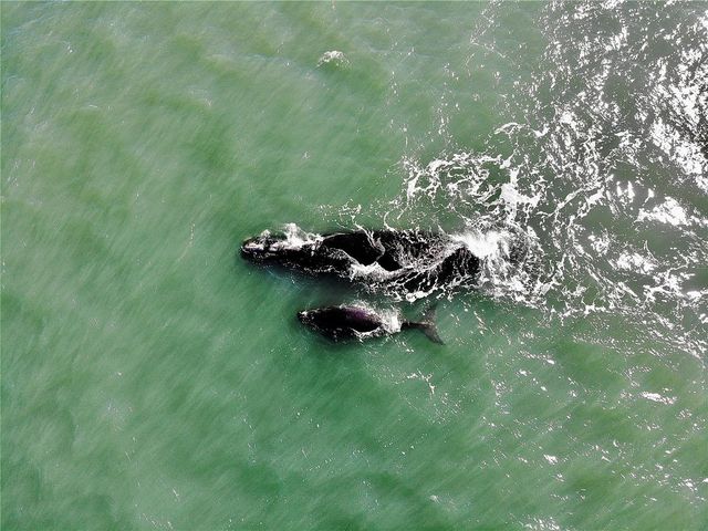 200 MARINA BAY DRIVE 201, Flagler Beach, FL 32136